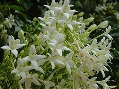ต้นพันธุ์ปีบ ดอกสีขาว