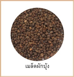 เมล็ดผักบุ้ง เพาะเป็นต้นอ่อนก็ดี เพาะเป็นต้นก็ได้ ขนาด 10กก.