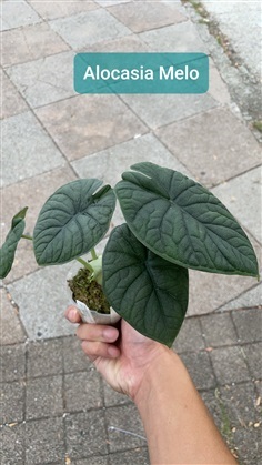 Alocasia melo 