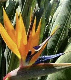 เมล็ดพันธุ์ ปักษาสวรรค์ (Bird of Paradise) สีส้ม