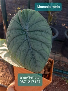 Alocasia melo ชุดใหม่มาแล้วจร้า ใบสวยมากค่ะ