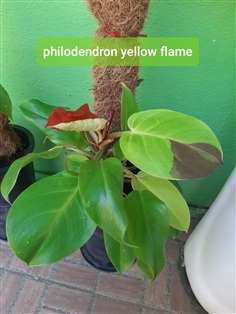 philodendron yellow flame 