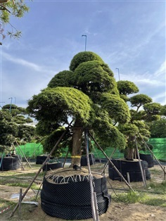 สนใบพายนำเข้าจากญี่ปุ่น ฟอร์มสวยๆ ลำต้นใหญ่ ความสูง 4 เมตร