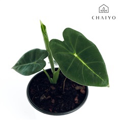 อโลคาเซีย ฟรายเด็กซ์ Alocasia Frydek  กระถาง 4 นิ้ว