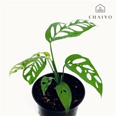 Monstera Esquelato 3 Leaves พลุฉลุยักษ์ 3 ใบ