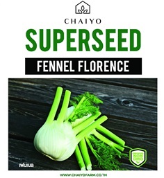 เมล็ด FENNEL (Florence) เฟนเนล