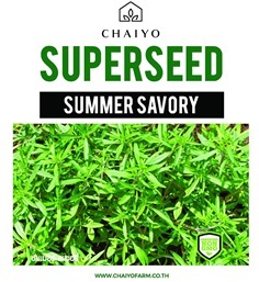 เมล็ด SUMMER SAVORY ซัมเมอร์ เซเวอรี่