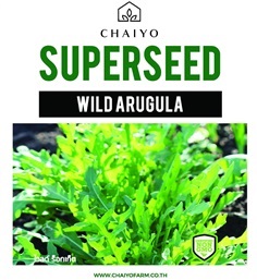 เมล็ด WILD ARUGULA (Wild Rocket) ไวลด์ ร็อกเก็ต