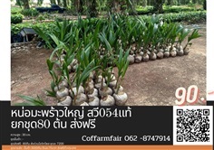 ขายหน่อมะพร้าวแกงลูกใหญ่พันธุ์สวี054 ต้นละ90 สั่ง80ต้นส่งฟรี