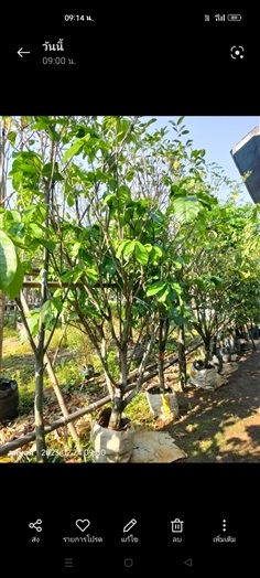 เกาลัด หน้า3&quot;