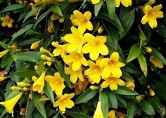 Carolina Yellow Jasmine หรือ มะลิเหลือง