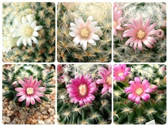 Mammillaria schiedeana (ขนนกเหลือง)