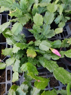 โบตั๋นแคระ (Christmas cactus) กระถาง 4 นิ้ว 249 บาท