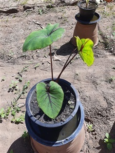 หน้ากากฟาโรห์Colocasia pharaoh&#39;s mask ใครสนใจทักมานะคะ