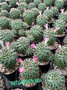 Mammillaria zeilmanniana (แมมไซมาเนียน่า)