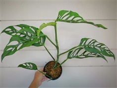 Monstera adansonii narrow form