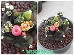 Gymnocalycium sp.f.monstrose (ยิมโนฯมอนสเตอร์)