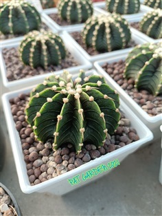 Gymnocalycium friedrichii Agua Dulce LB2178