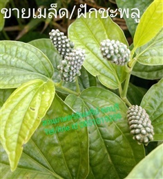 ขายเมล็ดชะพลู