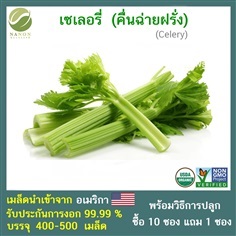 เมล็ด เซเลอรี่ (Celery)