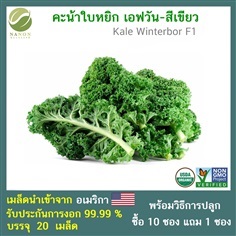 เมล็ด คะน้าใบหยิกสีเขียว (Green Kale / Kale Winterbor F1)