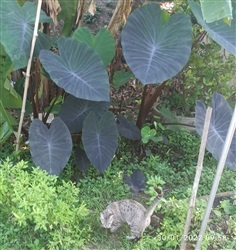 Colocasia Black Magic (บอนดำ)