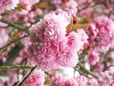 Japanese Sakura ซากุระญี่ปุ่น ดอกซ้อน