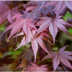 จำหน่าย Japanese Maple สายพันธุ์ Nomura 