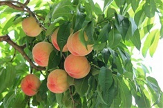 จำหน่ายต้นพีชญี่ปุ่น Japanese peach สีชมพู