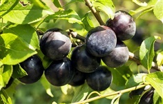 จำหน่ายต้นพลัมญี่ปุ่น Japanese Black Plum