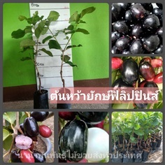 ต้นหว้ายักษ์ฟิลิปปินส์