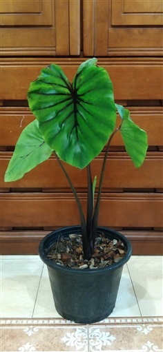 หน้ากากฟาโรห์ Colocasia pharaoh’s mask