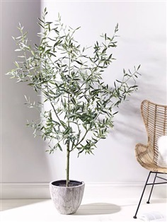 จำหน่ายต้นโอลีฟ olive tree 