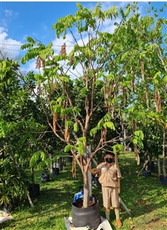 ต้นอโศกระย้า