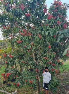 ต้นปาโลแซนโตส