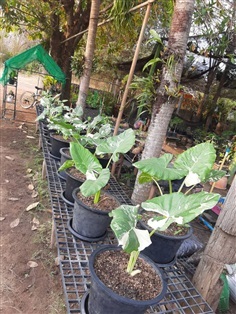 บอนกระดาษด่าง Alocasia macrorrhizos Variegated (พญากาเผือก)