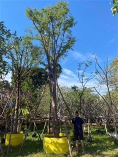 ต้นมะขาม ขนาด 10 นิ้ว ความสูง 6 เมตร