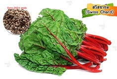 สวิทชาร์ด แดง (Red Swiss Chard) 