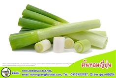 ต้นหอมญี่ปุ่น (Bunching onion)