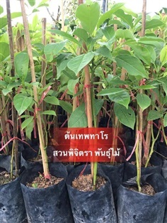 ต้นเทพทาโร