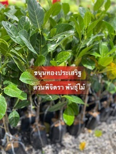 ขนุนทองประเสริฐ