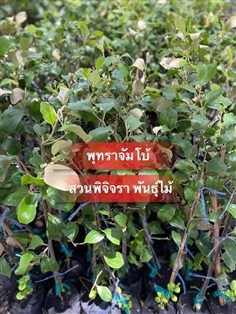 พุดทราจัมโบ้