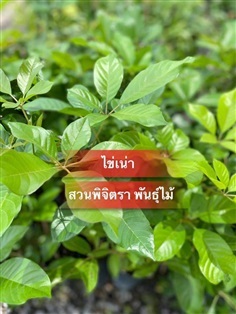 ไข่เน่า