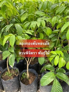 ลองกอง