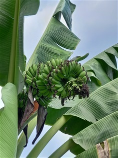 กล้วย Pitogo