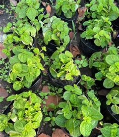 สาระแหน่ , สเปียร์มินต์ Marsh Mint พืชล้มลุก สมุนไพร