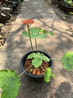 หนุมานนั่งแท่น Buddha belly plant ไม้ประดับ