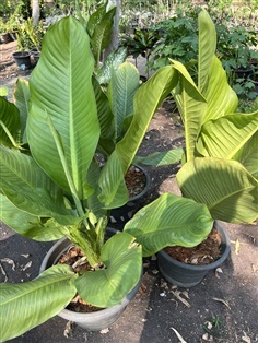 เศรษฐีวิลสัน Dumb Cane Plants ไม้ล้มลุก ไม้ประดับ