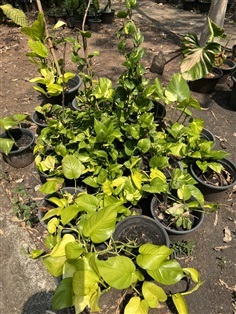 พลูด่าง , พลูด่างยักษ์  Golden pothos ไม้มงคล ไม้ฟอกอากาศ