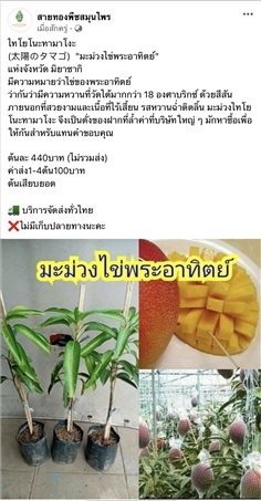 ไทโยโนะทามาโงะ  (??????)  &quot;มะม่วงไข่พระอาทิตย์&quot;